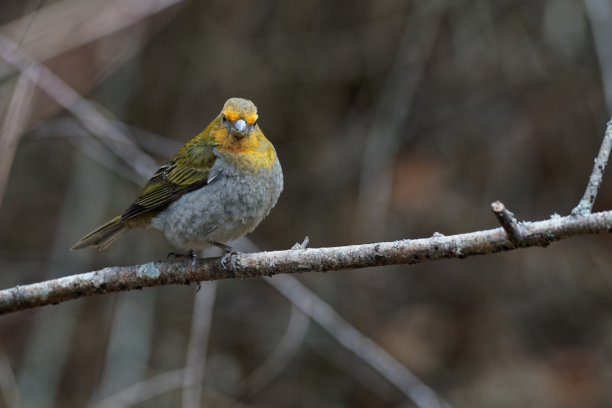 Crimson-browed Finch - ML316823501