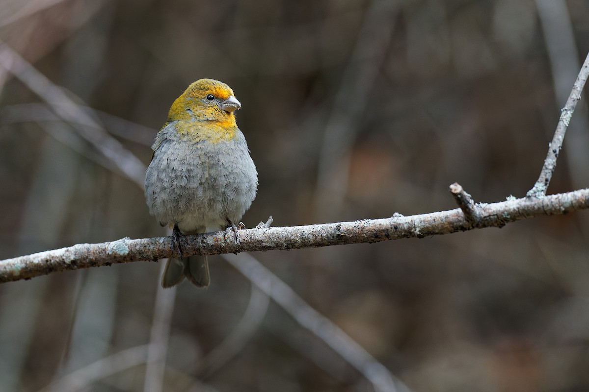 Crimson-browed Finch - ML316823521