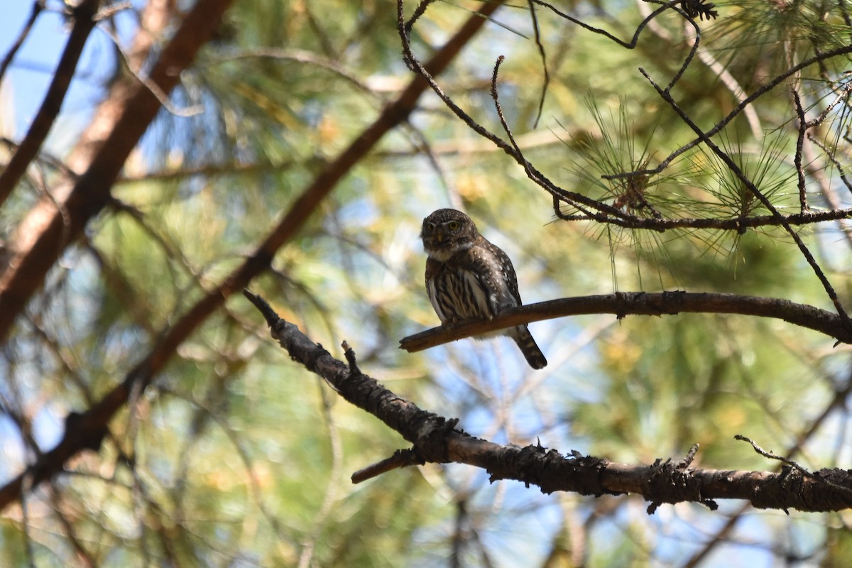 Northern Pygmy-Owl - ML316824101