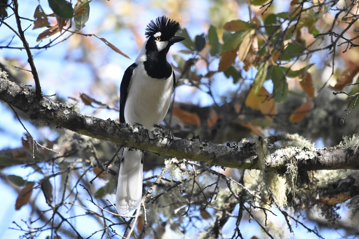 Tufted Jay - James Keays