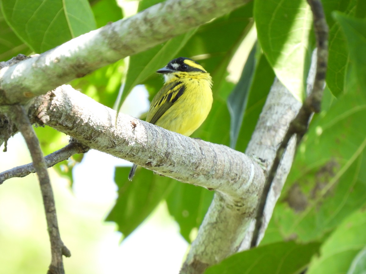 Yellow-browed Tody-Flycatcher - ML316825871