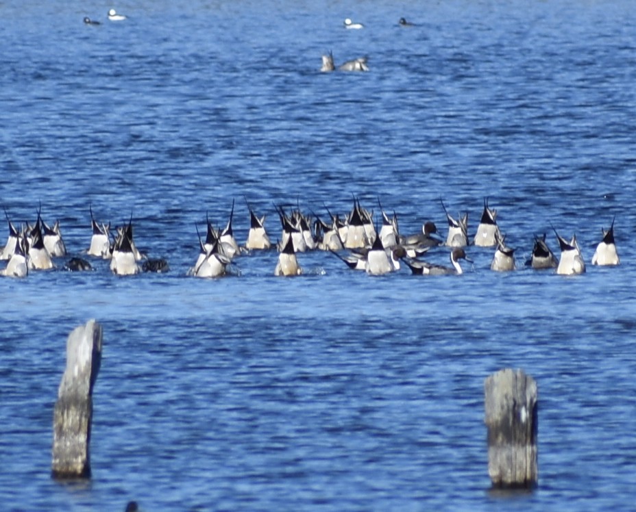 Northern Pintail - M. Rogers