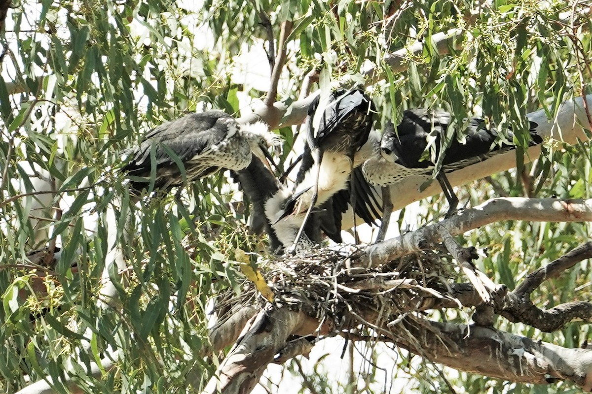 Garza Cuelliblanca - ML316827121