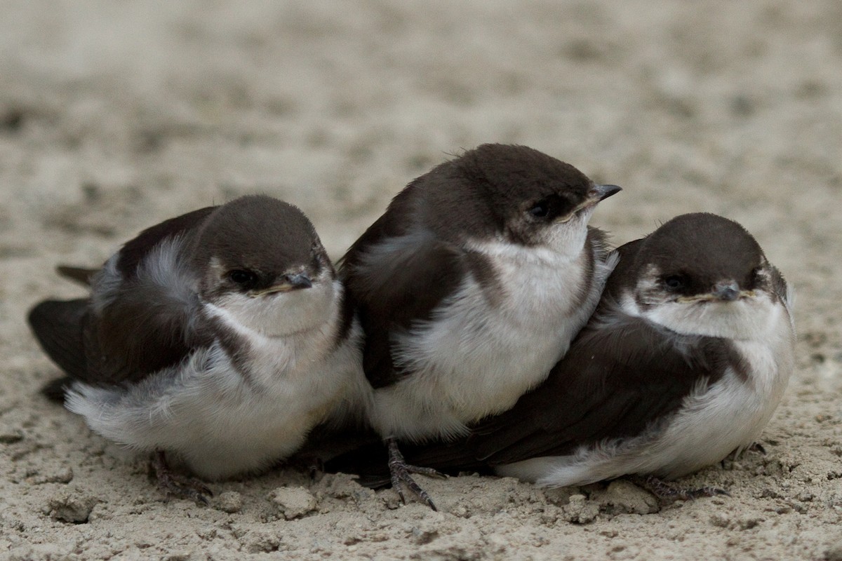 Violet-green Swallow - ML316828561