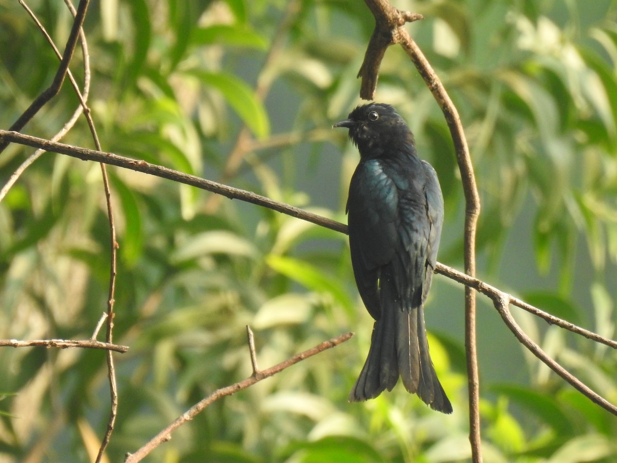 Fork-tailed Drongo-Cuckoo - ML316828911