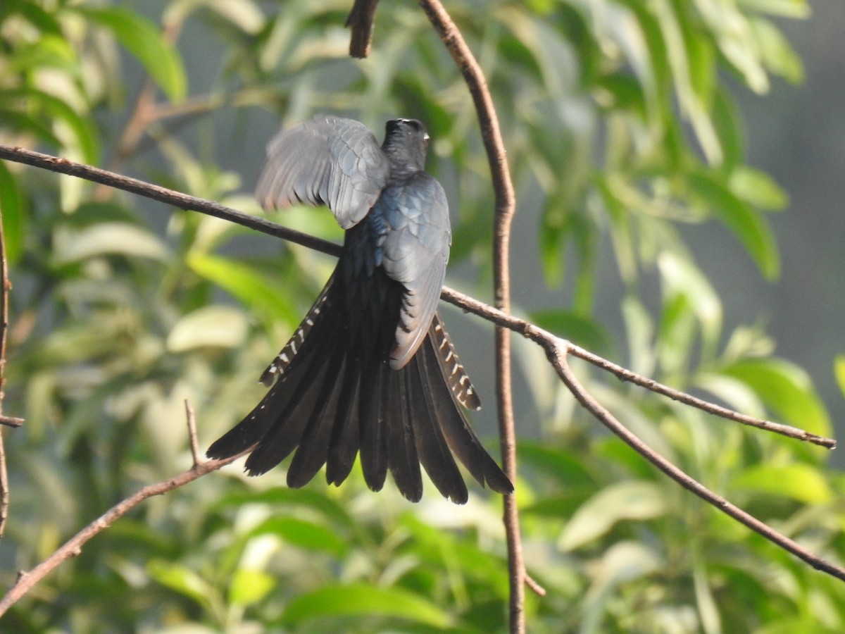 Fork-tailed Drongo-Cuckoo - ML316828921