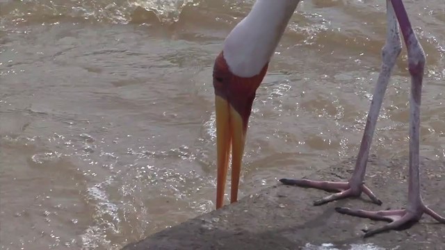 Yellow-billed Stork - ML316829121