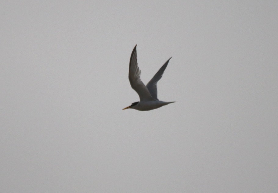 Little Tern - ML31682991