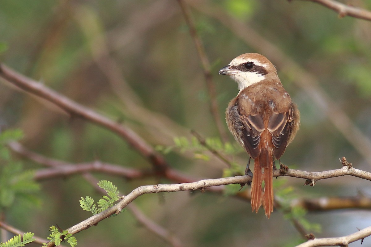 Brown Shrike - Amarendra Konda