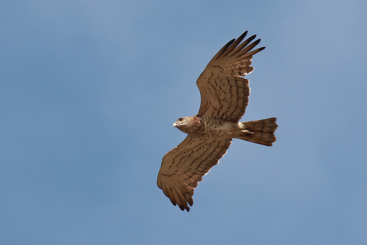 Short-toed Snake-Eagle - ML316830591