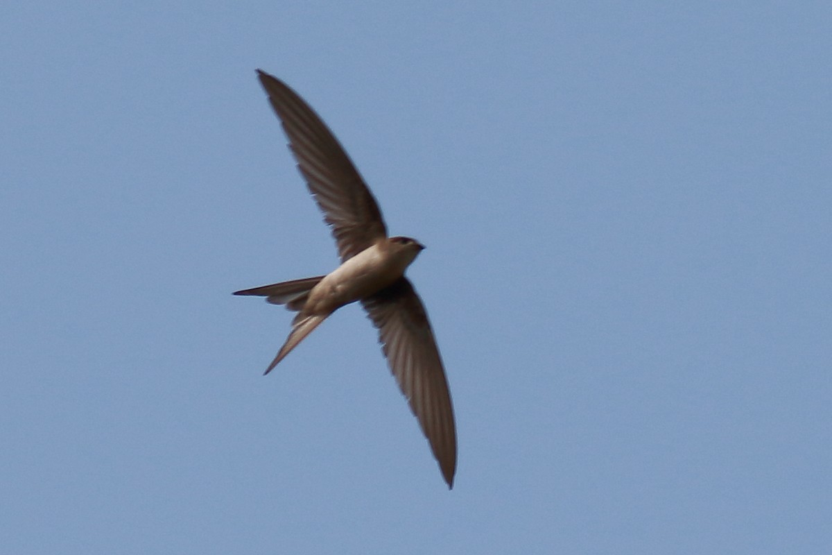 Asian Palm Swift - Amarendra Konda