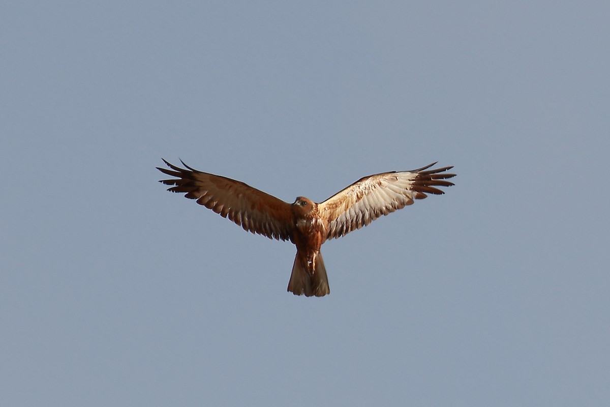 Western Marsh Harrier - Amarendra Konda