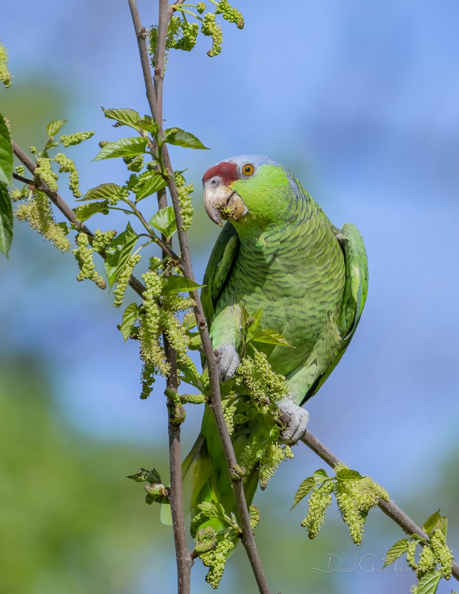 Lilac-crowned Amazon - ML316831211