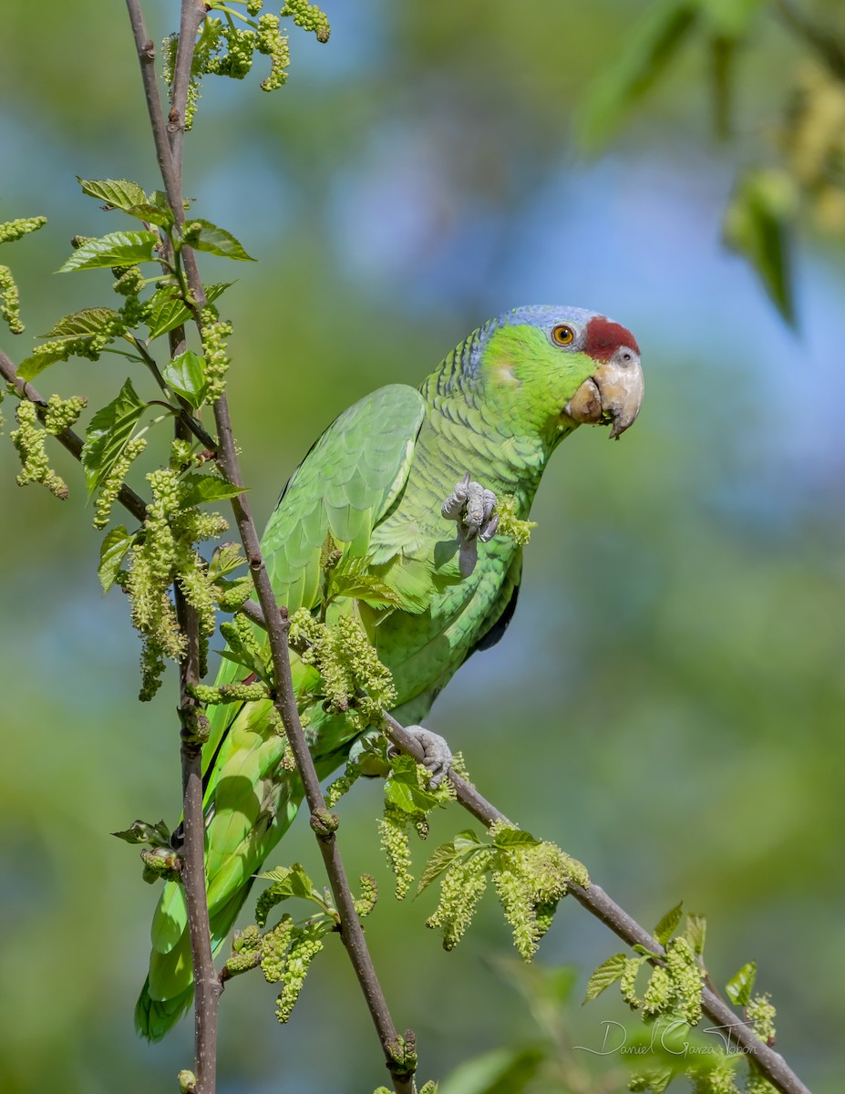 Lilac-crowned Parrot - ML316831231