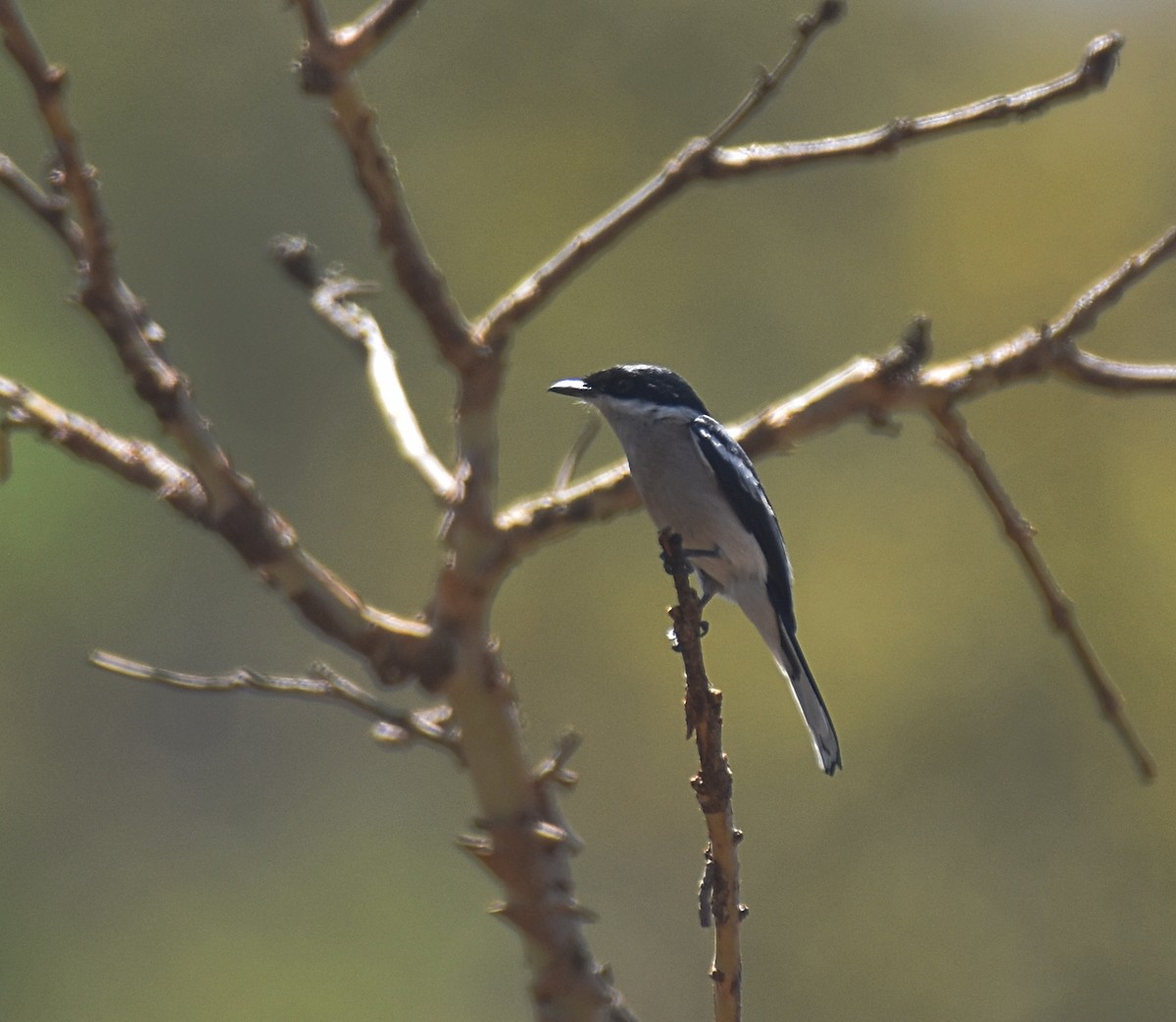 Bar-winged Flycatcher-shrike - Dr Mohammed Umer  Sharieff