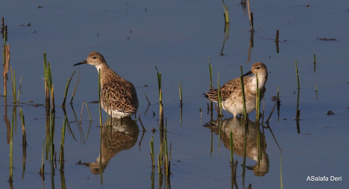 Ruff - Fanis Theofanopoulos (ASalafa Deri)