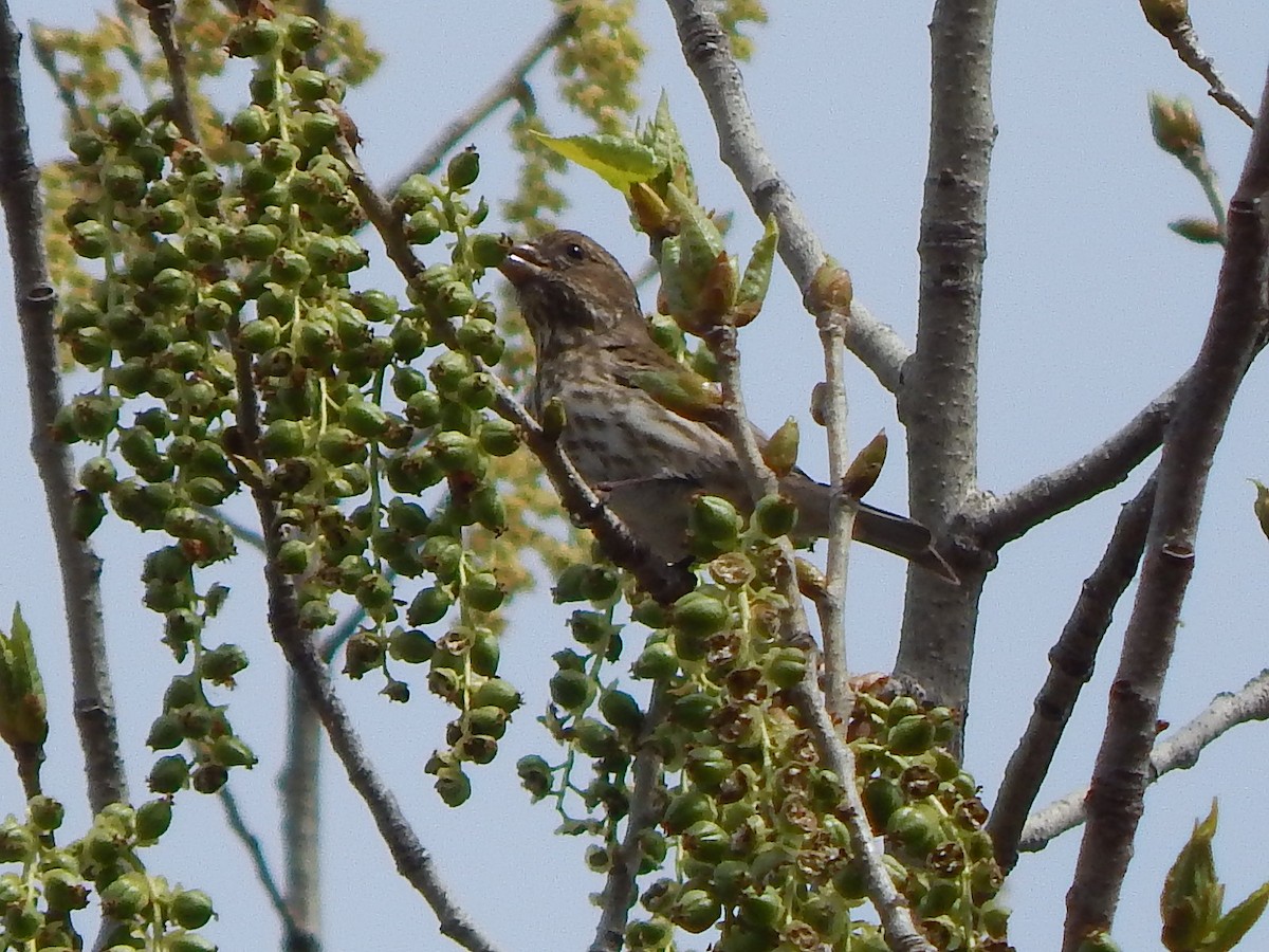 Purple Finch - ML316835531