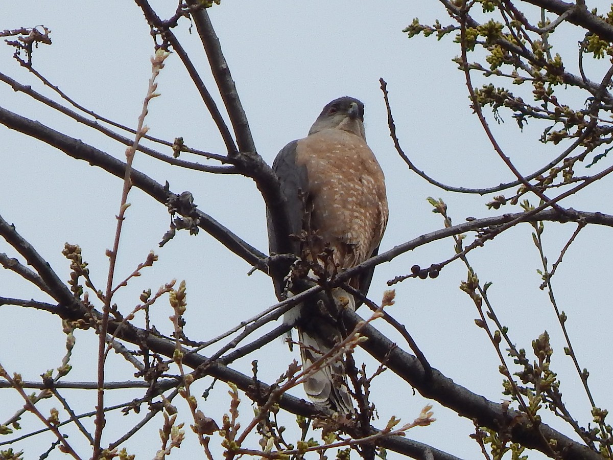 Cooper's Hawk - Ralph Baker