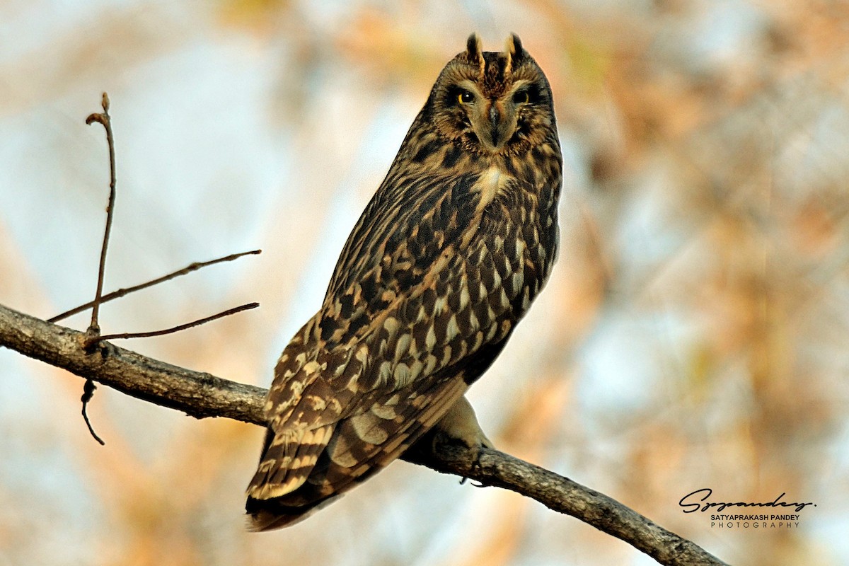 Short-eared Owl (Northern) - ML316835811