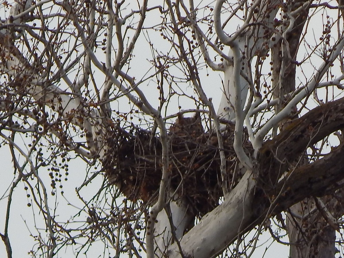 Great Horned Owl - Ralph Baker