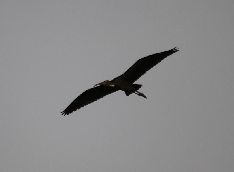 Glossy Ibis - ML31683781