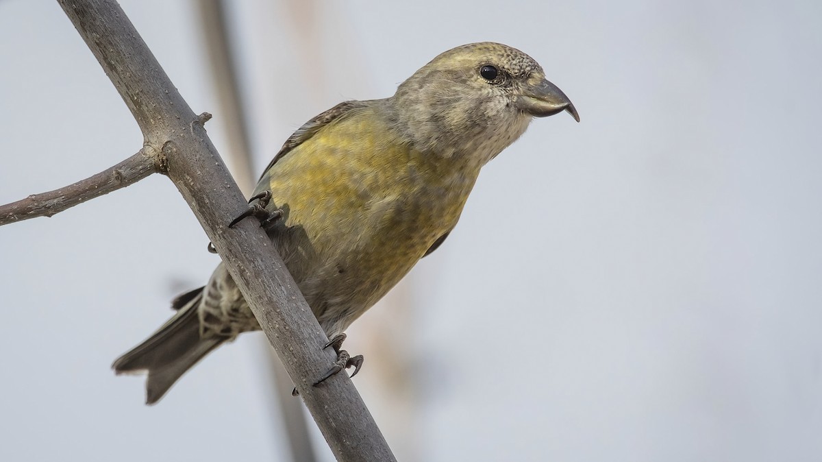 Red Crossbill - ML316838271