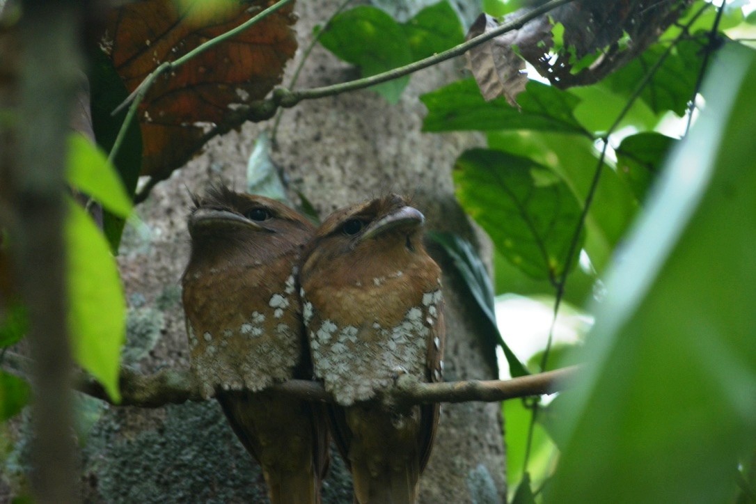 Sri Lanka Frogmouth - ML316839091