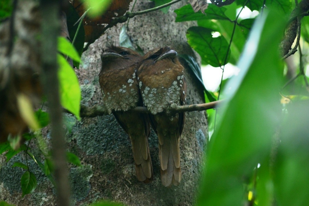 Sri Lanka Frogmouth - ML316839121