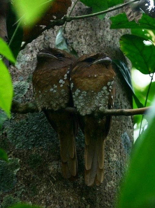 Sri Lanka Frogmouth - ML316839301