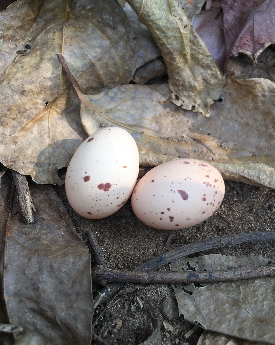 Jerdon's Nightjar - S Prasanth Narayanan