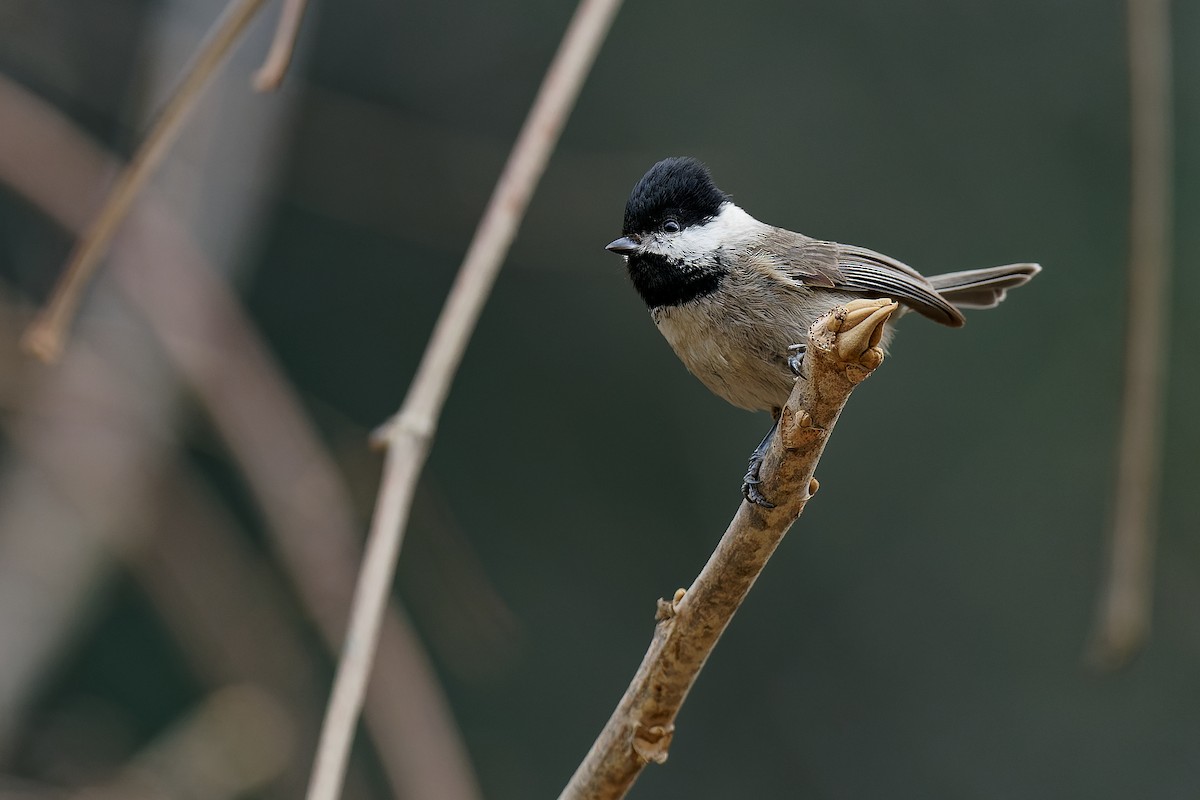 Black-bibbed Tit - ML316839891