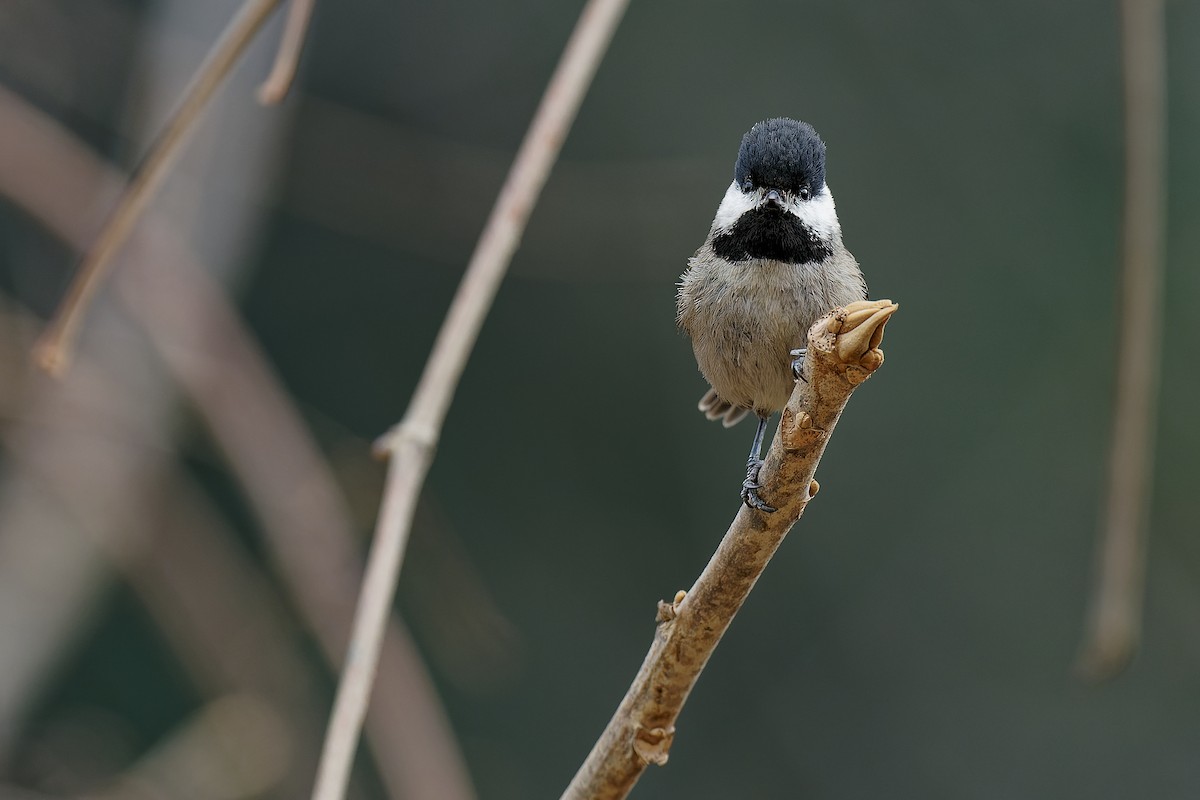 Black-bibbed Tit - ML316839901