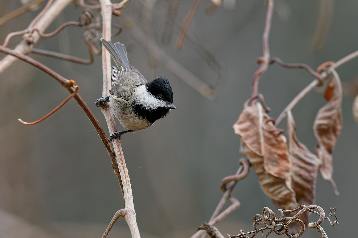 Black-bibbed Tit - ML316839911