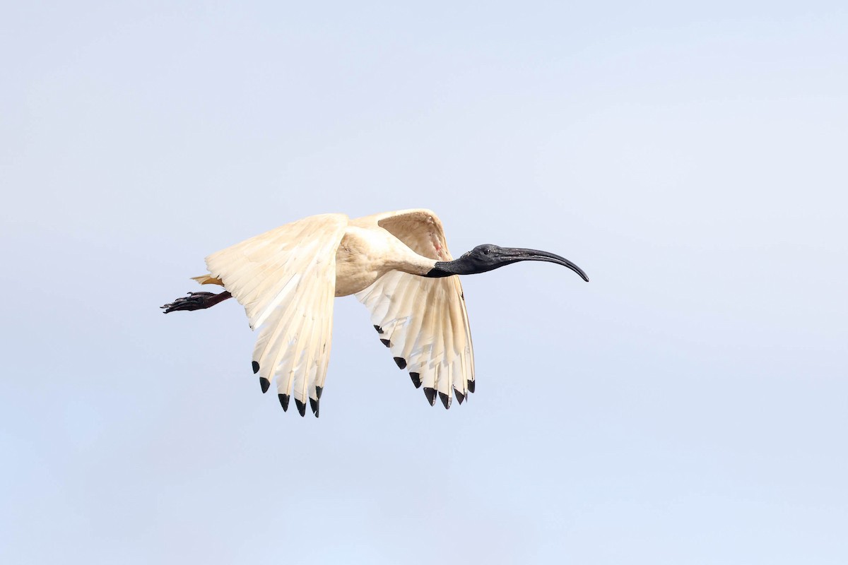 Ibis Moluqueño - ML316840111