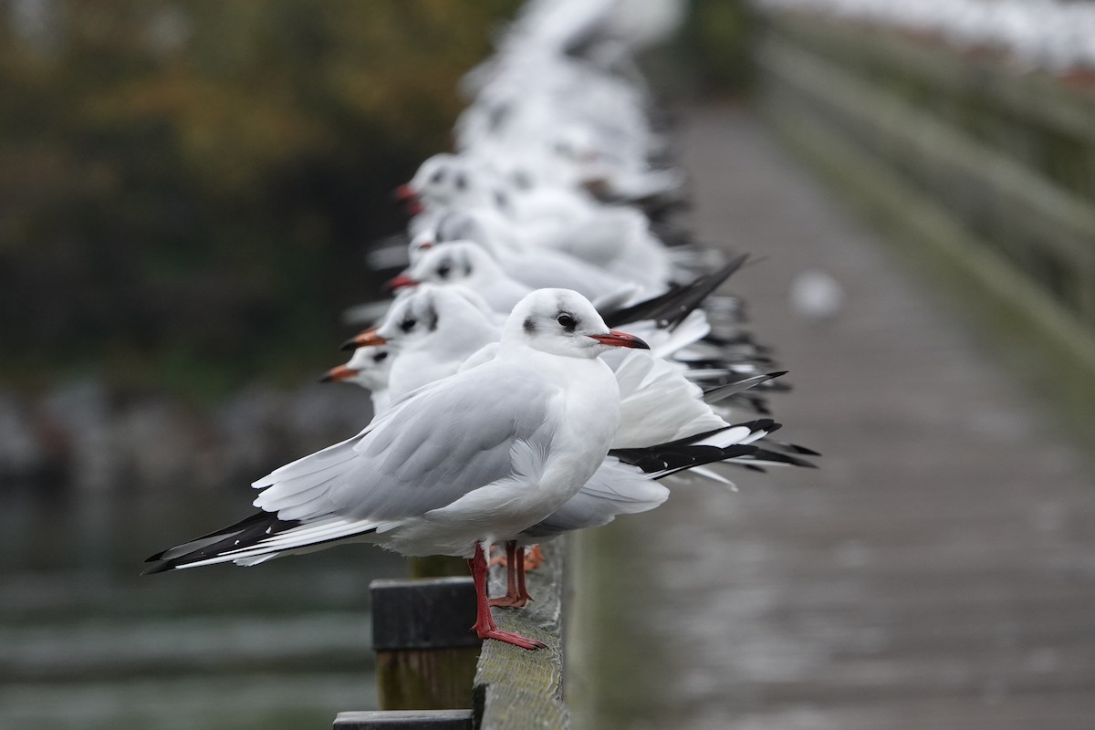 Black-headed Gull - Daniel Winzeler