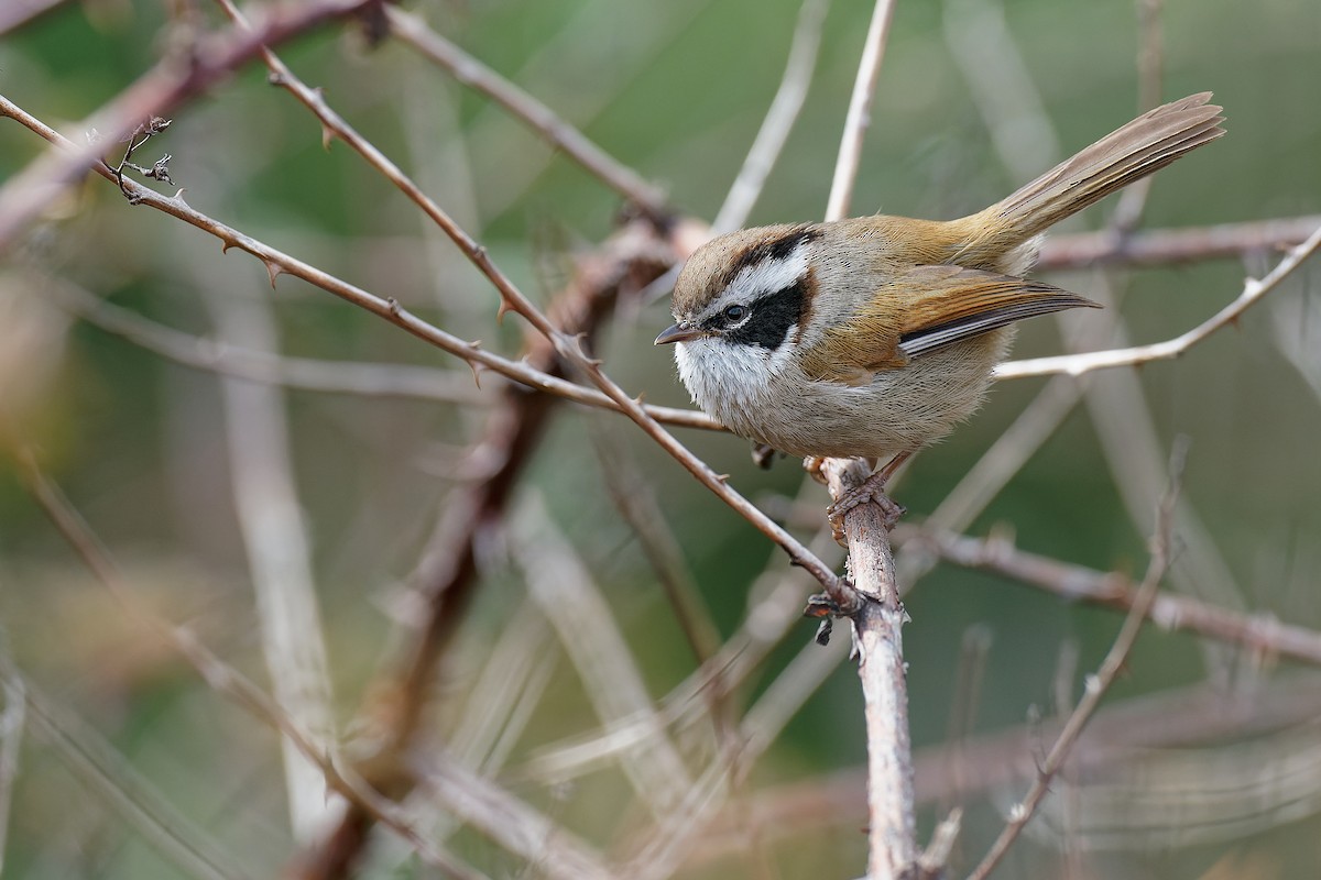 White-browed Fulvetta - Vincent Wang