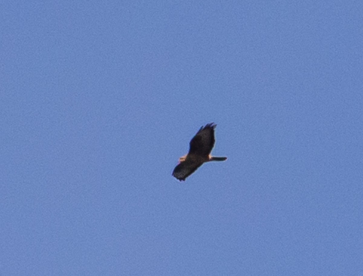 European Honey-buzzard - ML316842051