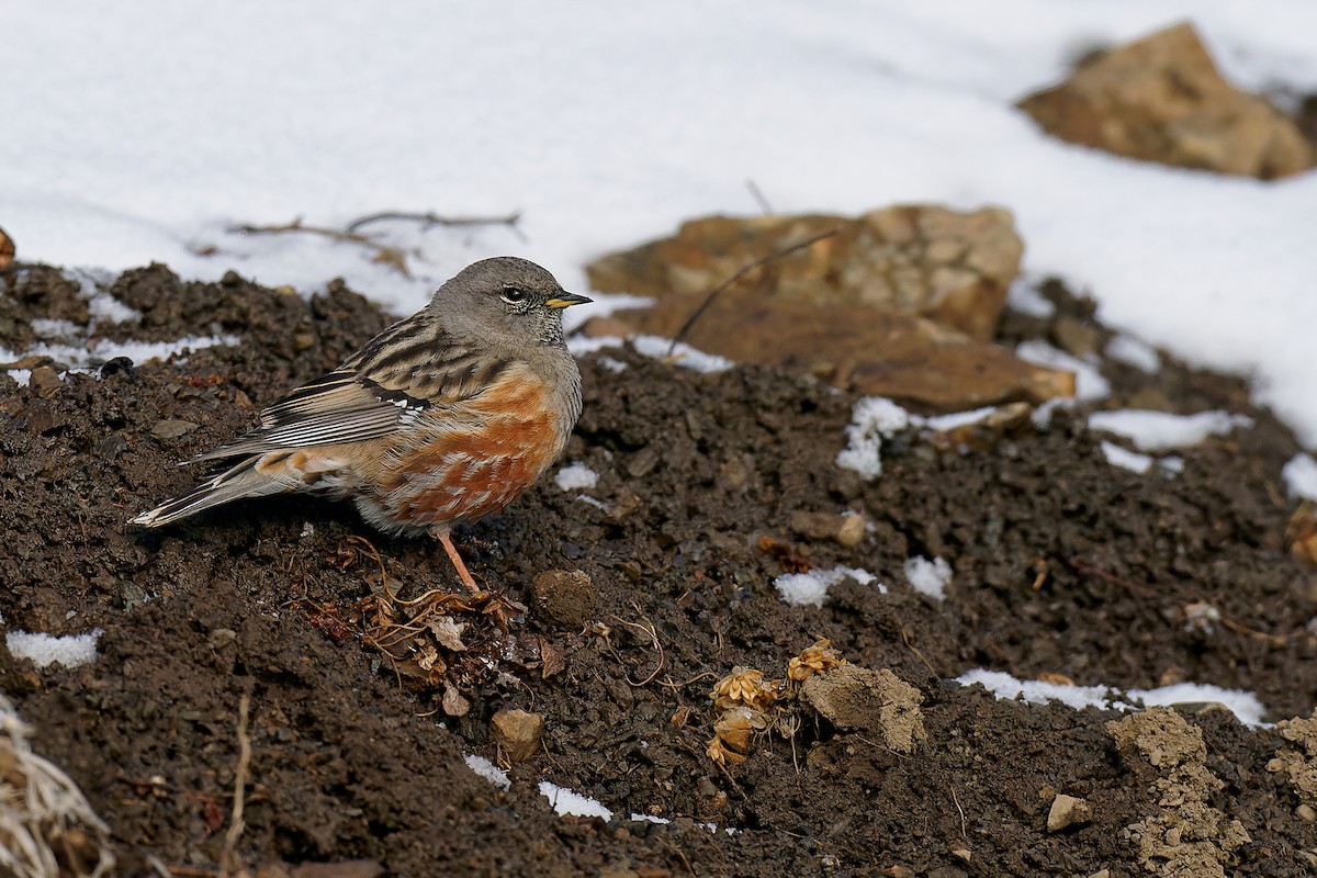 Alpine Accentor - ML316842521