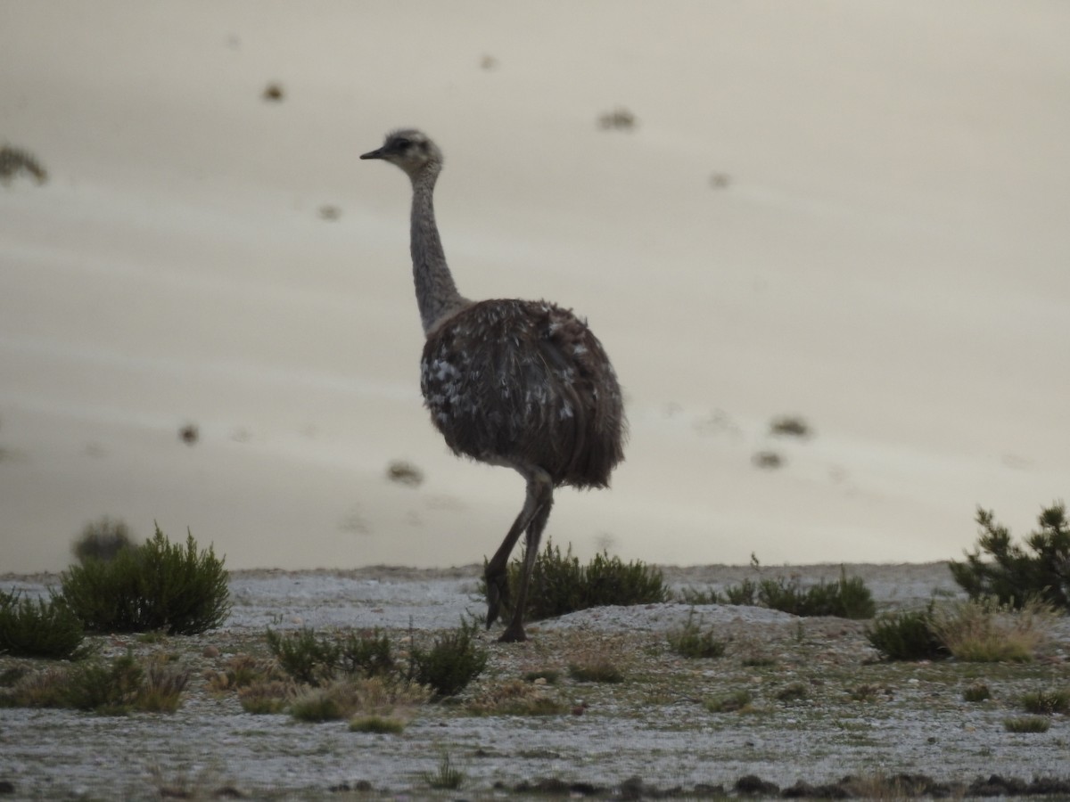 Lesser Rhea - Jhonson Klever Vizcarra Romero