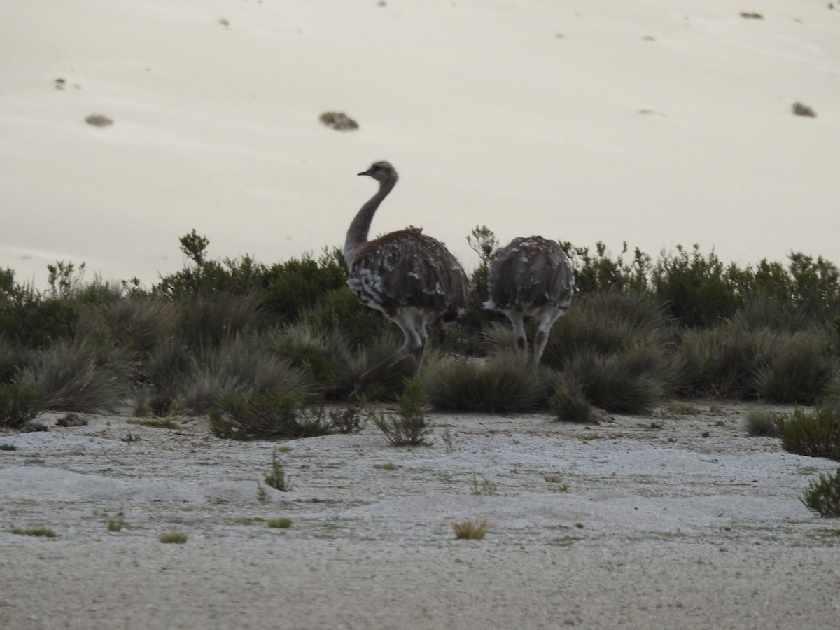 Lesser Rhea - Jhonson Klever Vizcarra Romero