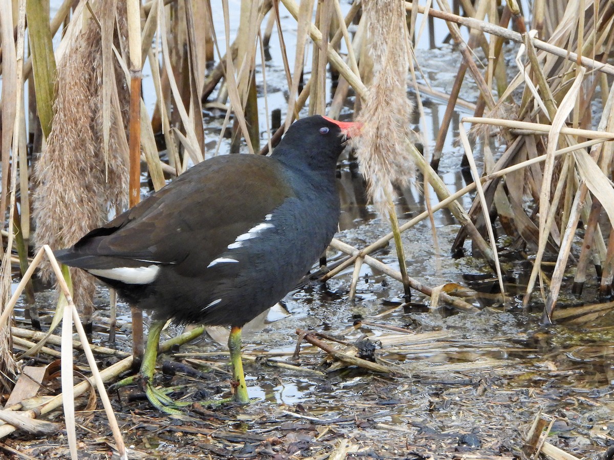 Eurasian Moorhen - ML316842931