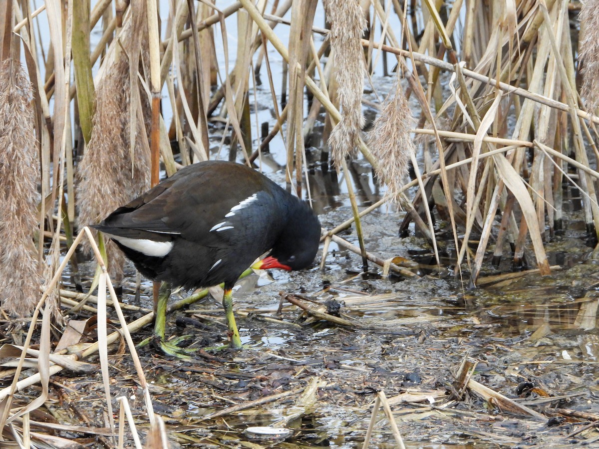 Eurasian Moorhen - Samuel Burckhardt