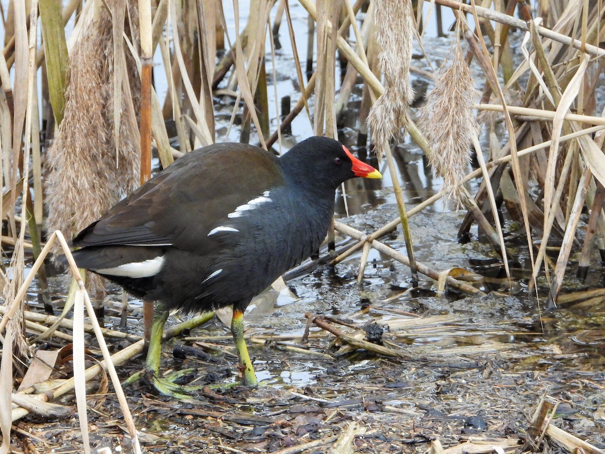 Gallinule poule-d'eau - ML316842951