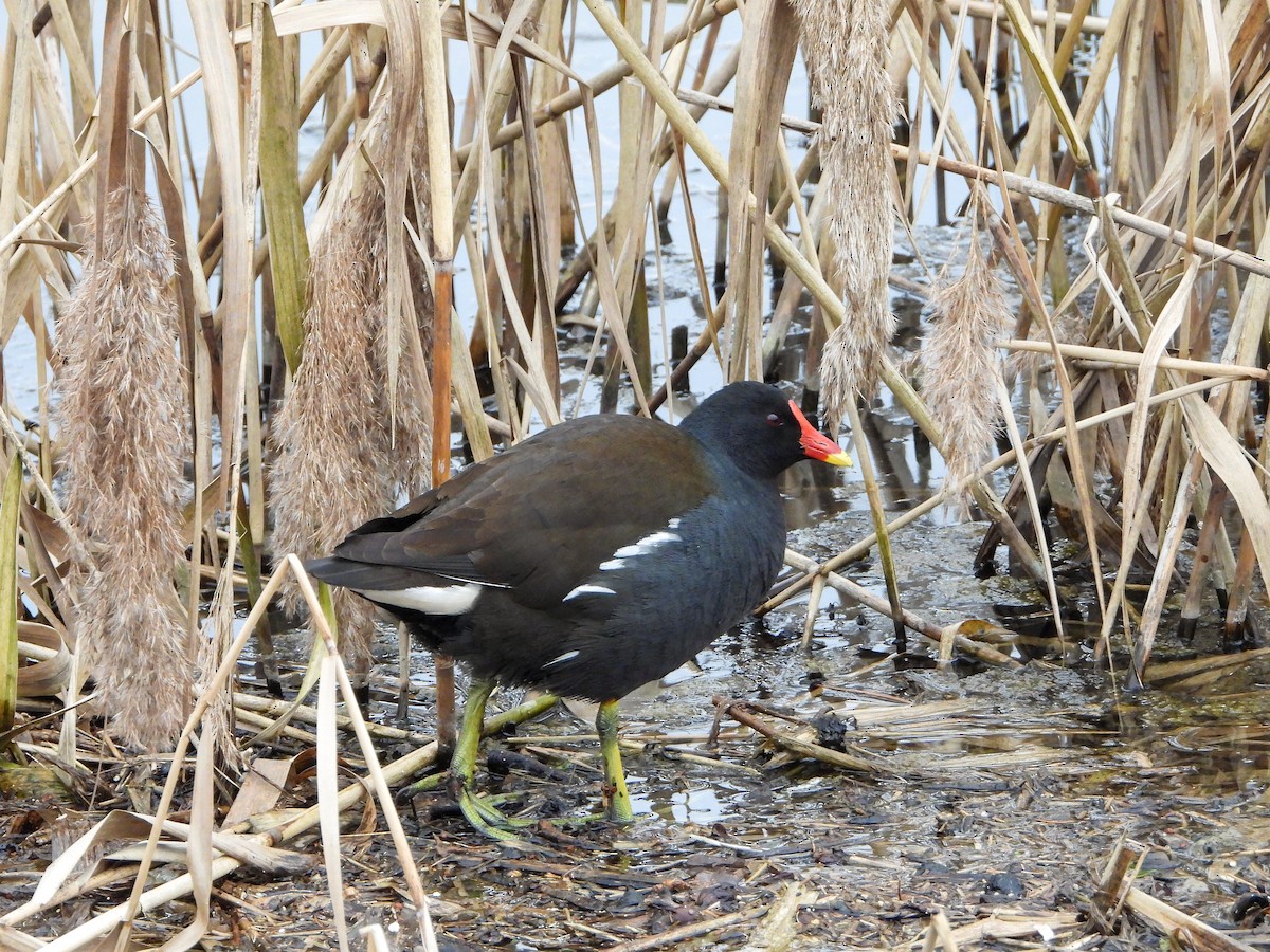 Eurasian Moorhen - Samuel Burckhardt