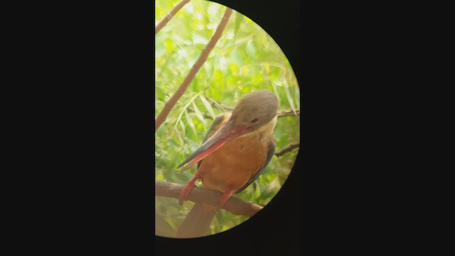 Stork-billed Kingfisher - ML316843121