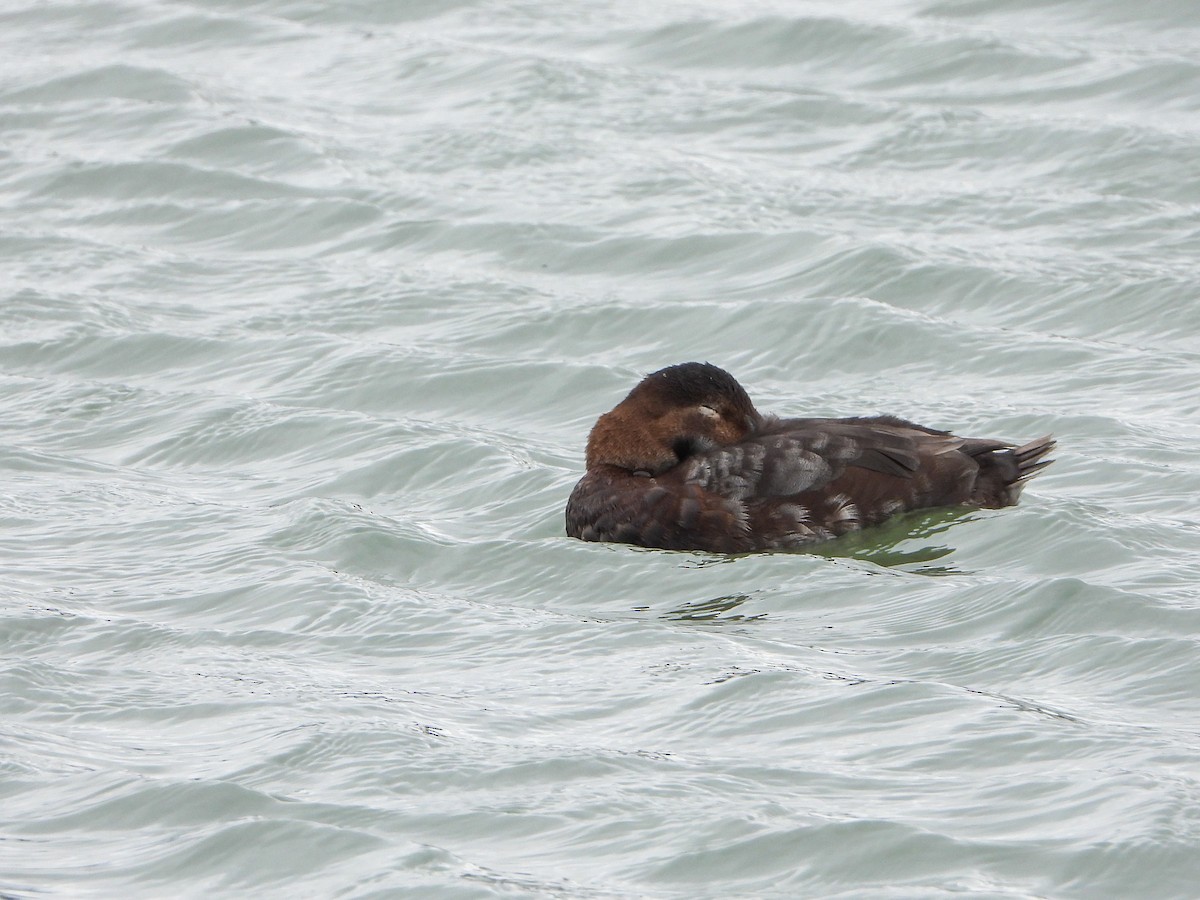 Common Pochard - ML316843471