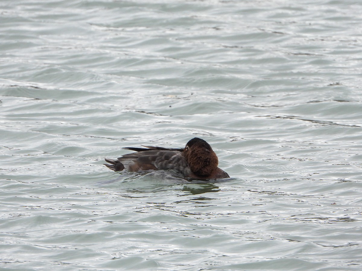 Common Pochard - ML316843481