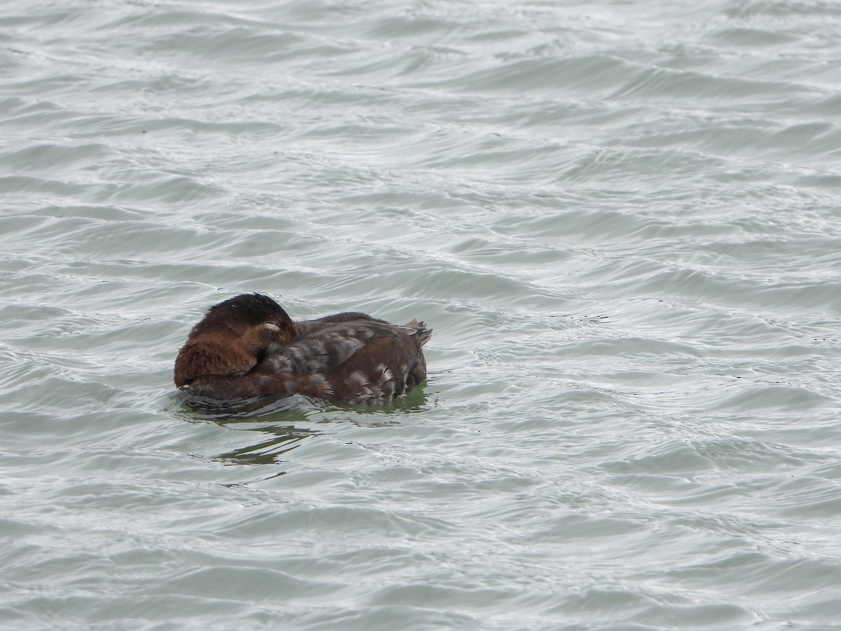 Common Pochard - ML316843491