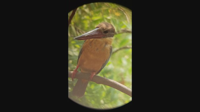 Stork-billed Kingfisher - ML316843551