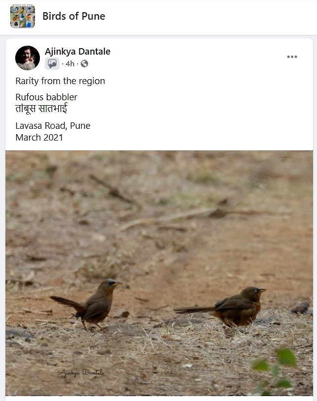 Rufous Babbler - MH Rarities and Uncommoners (proxy account)